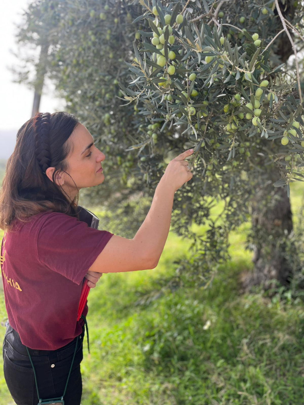 Oleosophia Manaki Early Harvest, Corinth, Greece